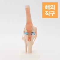 [해외] [7WELLNE] 무릎관절 모형 실물대