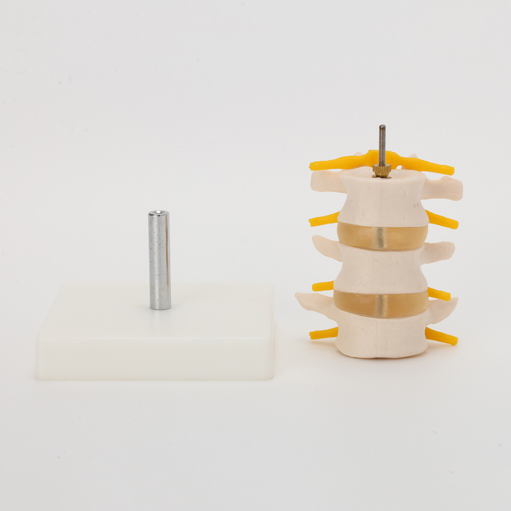 요추 모형 3 교련 모델_2