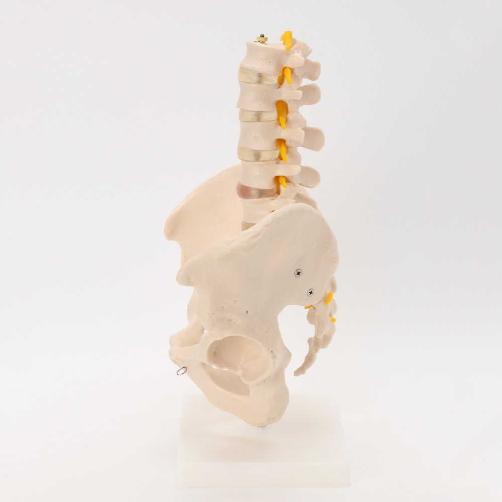 골반 요추 모형 실물대_2