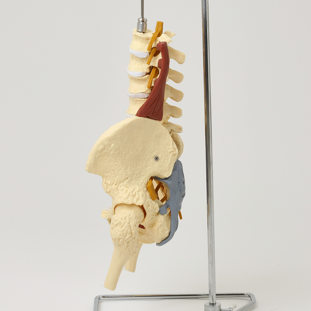 골반 모형 (주요근, 인대, 신경 부착)_1