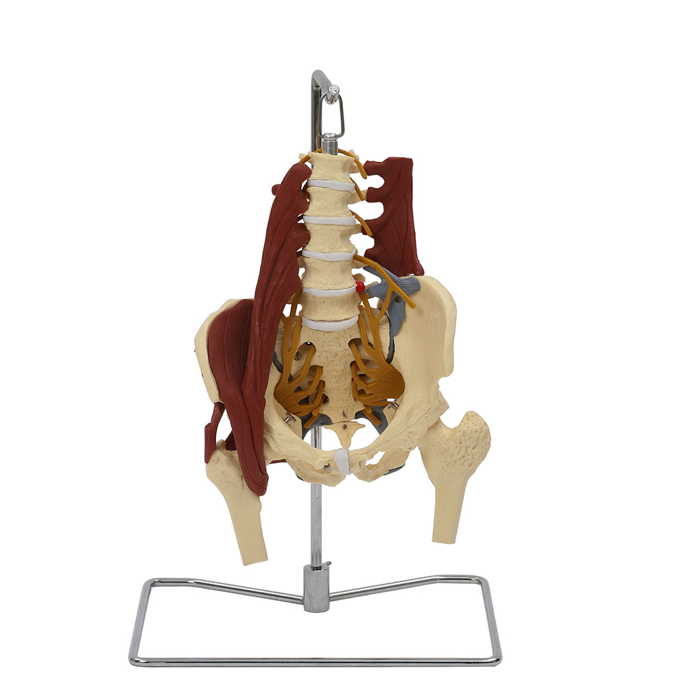 골반 모형 (주요근, 인대, 신경 부착)