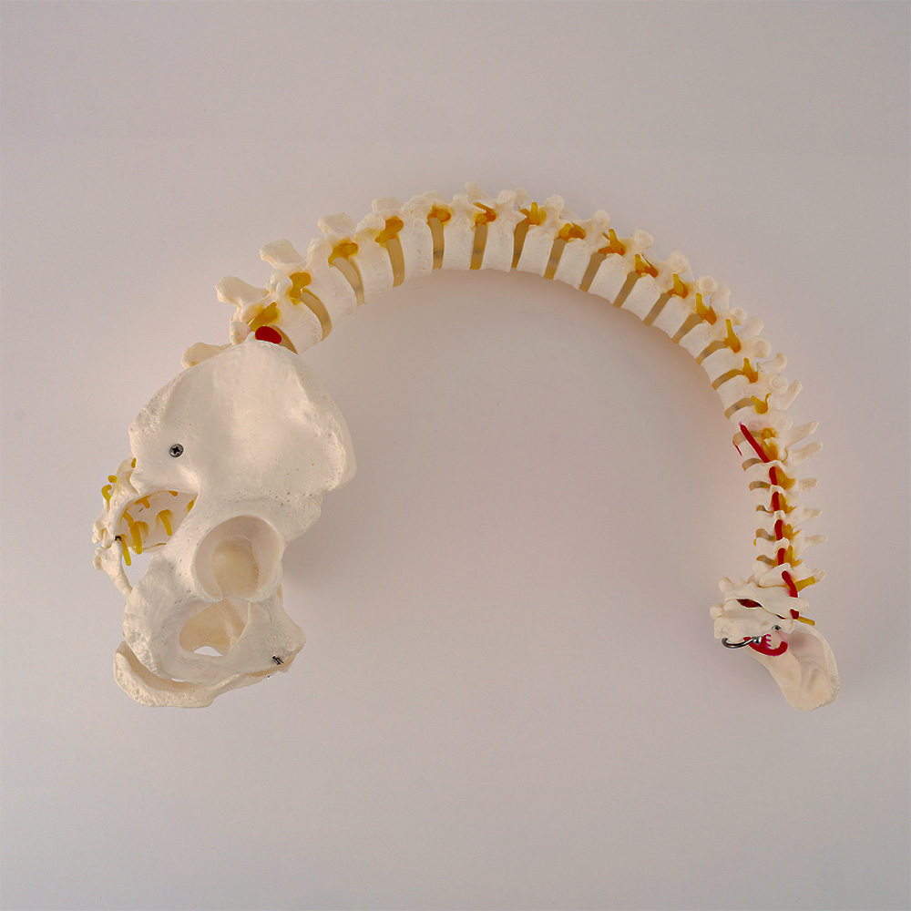 유연한 척추 모형 실물 크기_2
