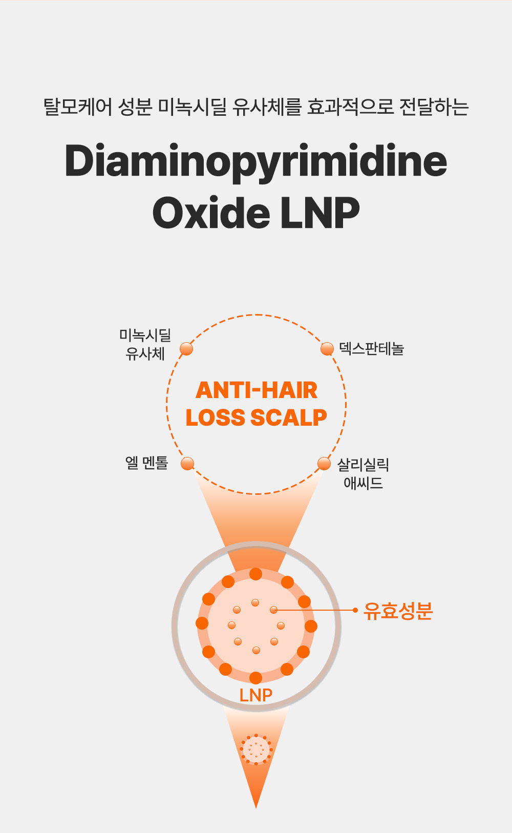 editor이미지